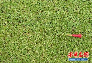 草国产,探寻自然与文化的交融之地